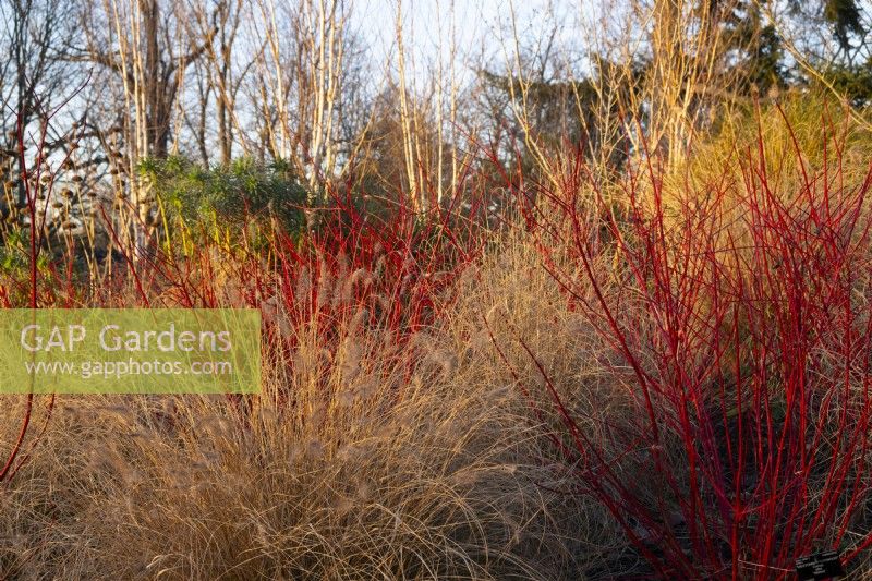Cornus alba 'Sibirica' - Westonbirt Dogwood, Phlomis, Betula utilis  and Pennesetum alopecuroides 'Hamelin' in the Winter Garden at Kew Gardens