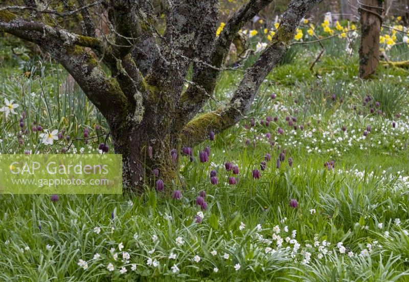 Fritillaria meleagris and Anemone nemorosa under and old apple tree