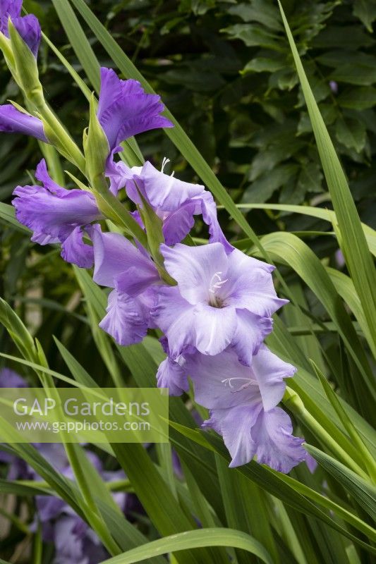 Gladiolus 'Sweet blue'