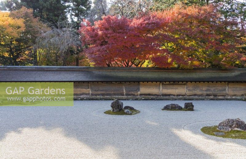 The Rock Garden with raked gravel and placed stones in moss islands. Walls of clay with tiled roofs. Acers in autumn colour outside the garden. 