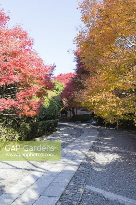 Cobbled, gravel  and paved driveway approaching temple entrance. Acers in autumn colour.