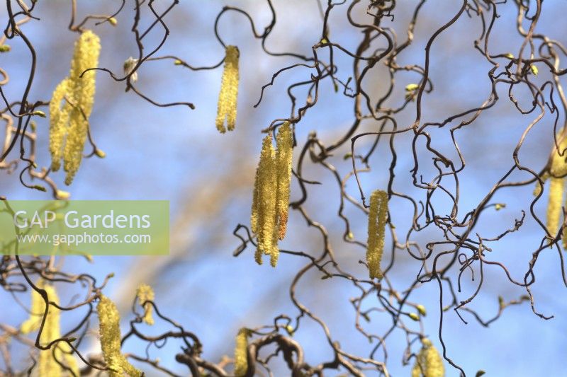 Corylus avellana 'Contorta' - contorted hazel - yellow catkins amongst twisted branches.April