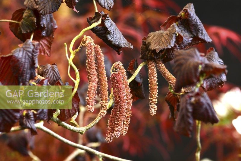 Corylus avellana 'Red Majestic' - contorted hazel - red catkins amongst twisted branches and dark  brown leaves. April