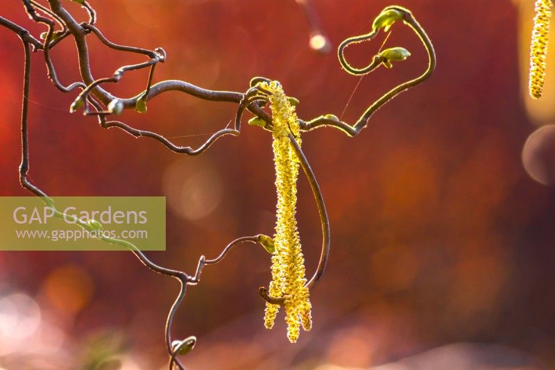 Corylus avellana 'Contorta' - contorted hazel - yellow catkins amongst twisted branches. April