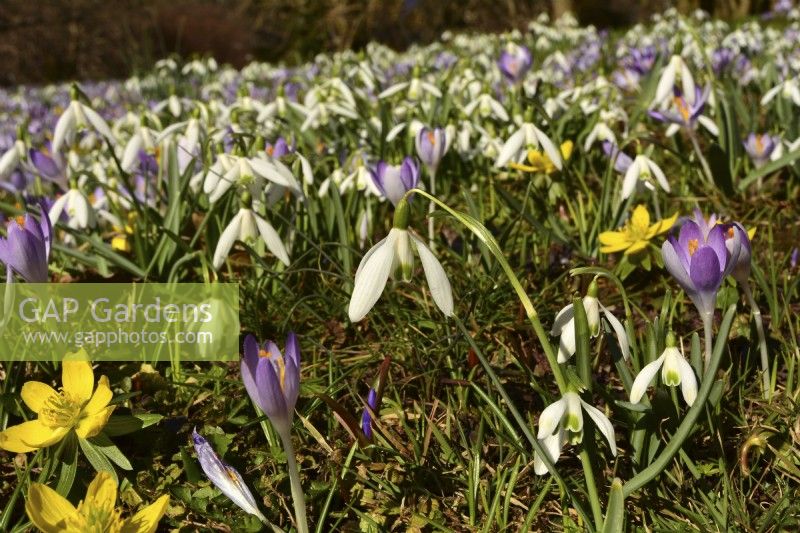 Galanthus nivalis, Crocus, Eranthis hyemalis on the early spring meadow. March