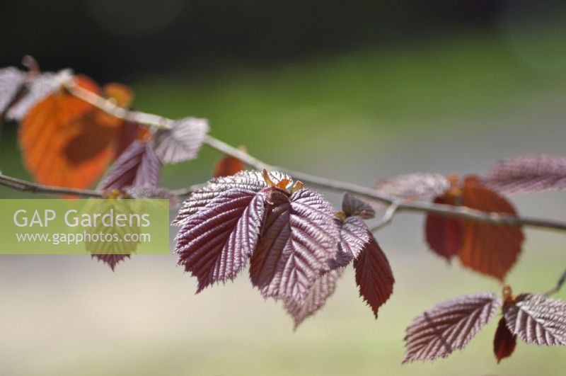 Brown leaves of Corylus maxima 'Fusca Rubra' syn. Corylus avellana 'Fuscorubra'. April