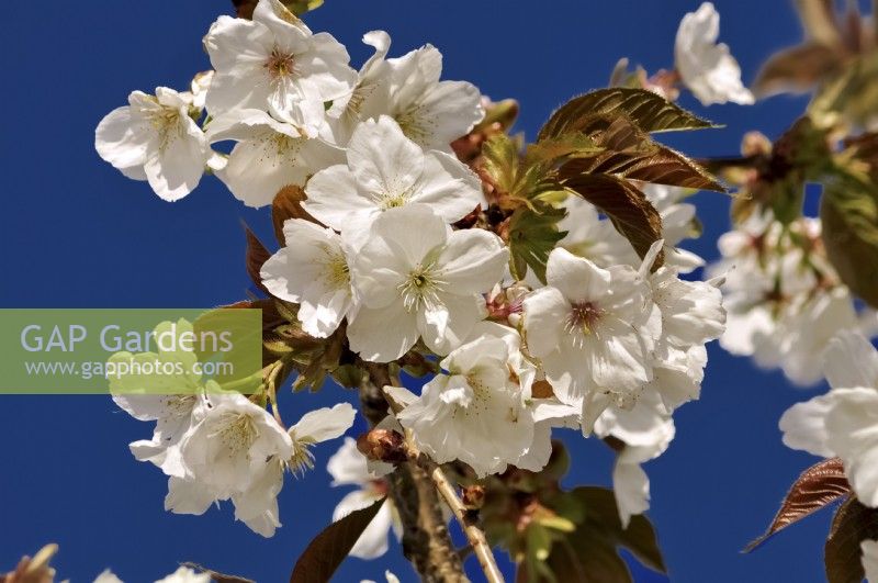 White flowering branches of Prunus serrulata Tai Haku. April