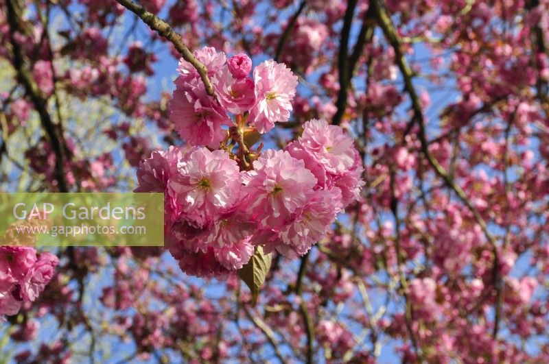 Pink flowers branches of Prunus serrulata 'Kanzan'- Japanese Cherry Tree - April