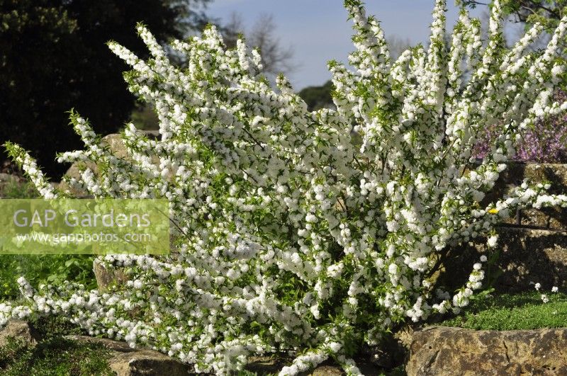 Prunus glandulosa 'Alba Plena'- dwarf flowering almond- on the rockery. April