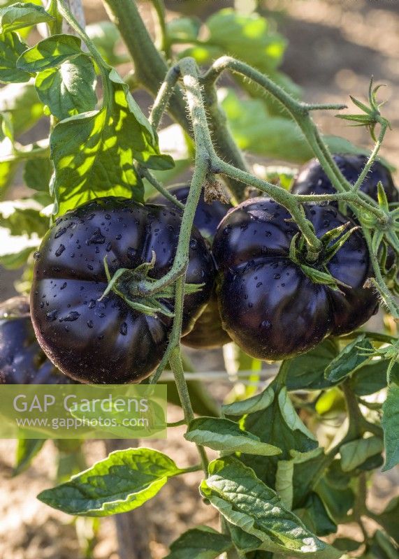 Solanum lycopersicum Black Beauty, summer July