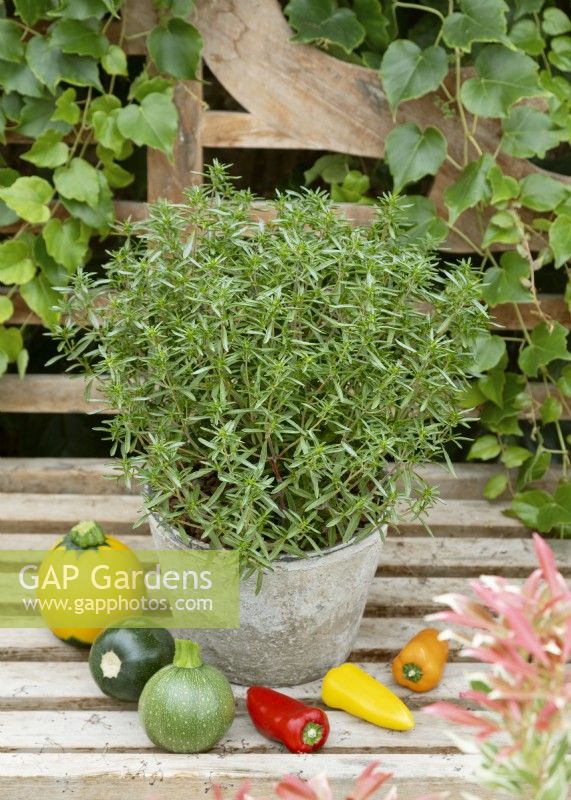 Satureja hortensis Midget in pot, summer August