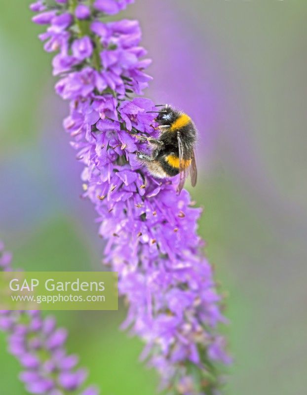 Bumble bee on Veronica 'lavender Lightsaber' - September