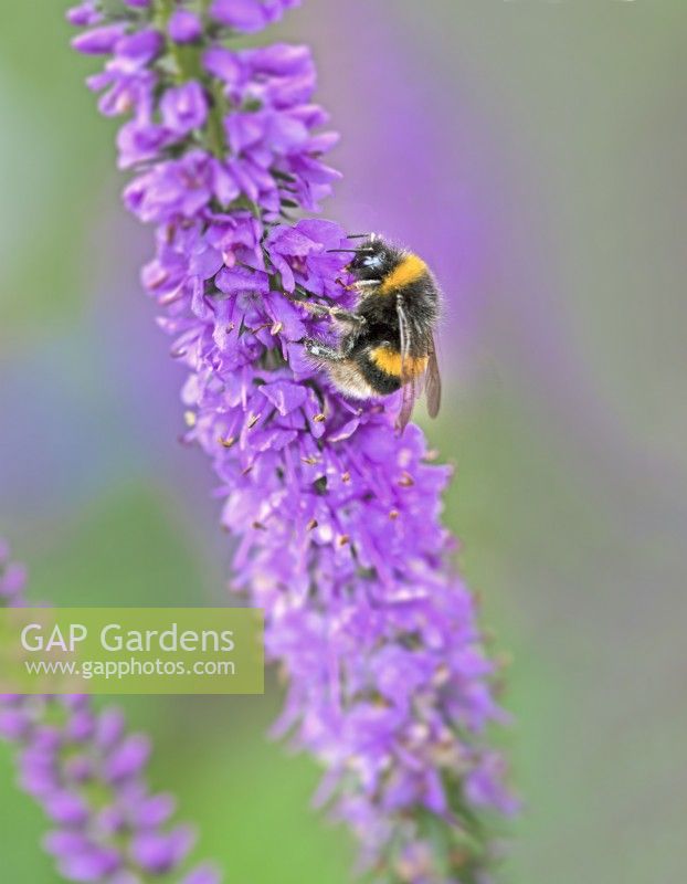 Bumble bee on Veronica 'lavender Lightsaber' - September