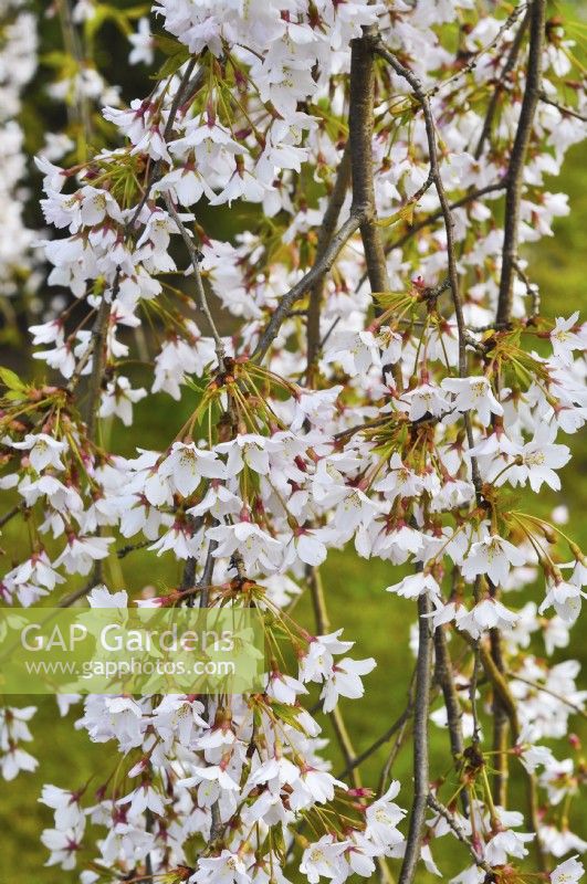 White flowering branches of Prunus subhirtella 'Pendula'. April