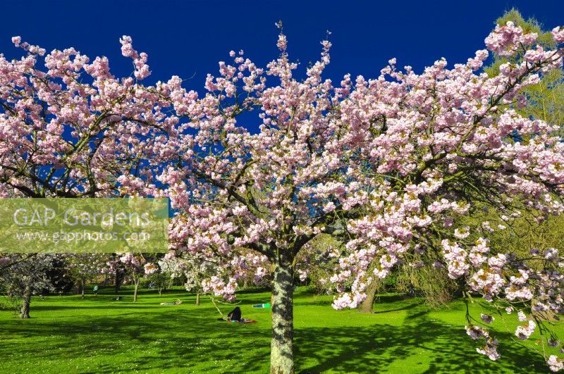Flowering small spreading Prunus serrulata - Japanese Cherry Tree - in the park, April