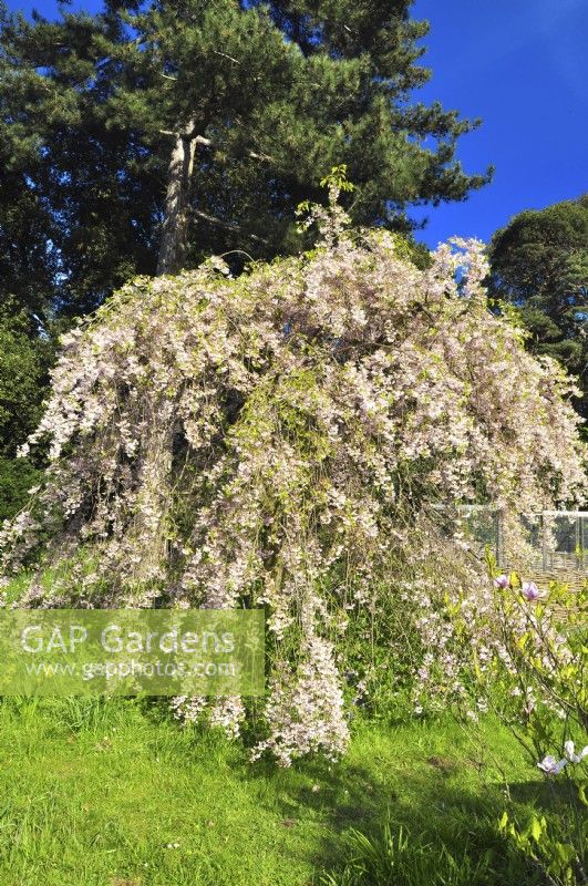 Prunus subhirtella  'Pendula Plena Rosea' - Double Weeping Cherry- in the park. April 
