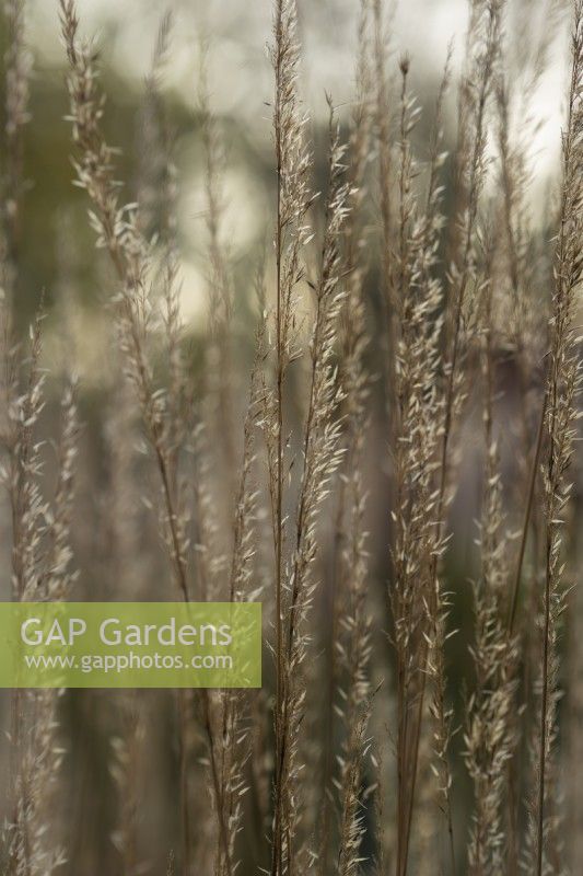 Calamagrostis x acutiflora 'Karl Foerster' - Feather reed grass