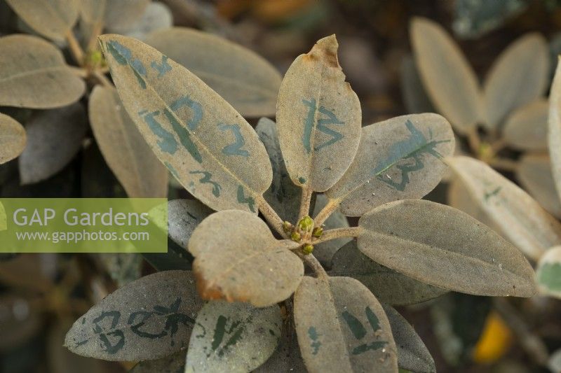 Rhododendron leaves with graffitti etched on the leaves by plant vandals.