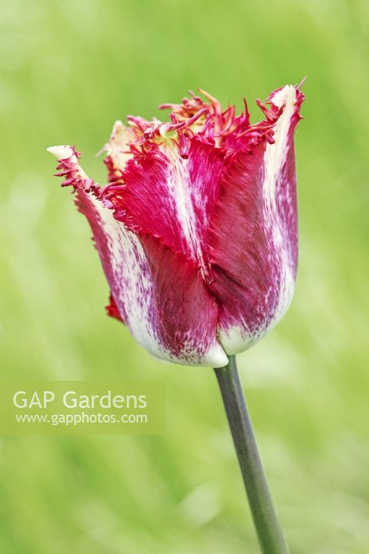 Tulipa 'Colour Fusion' - Tulip - April