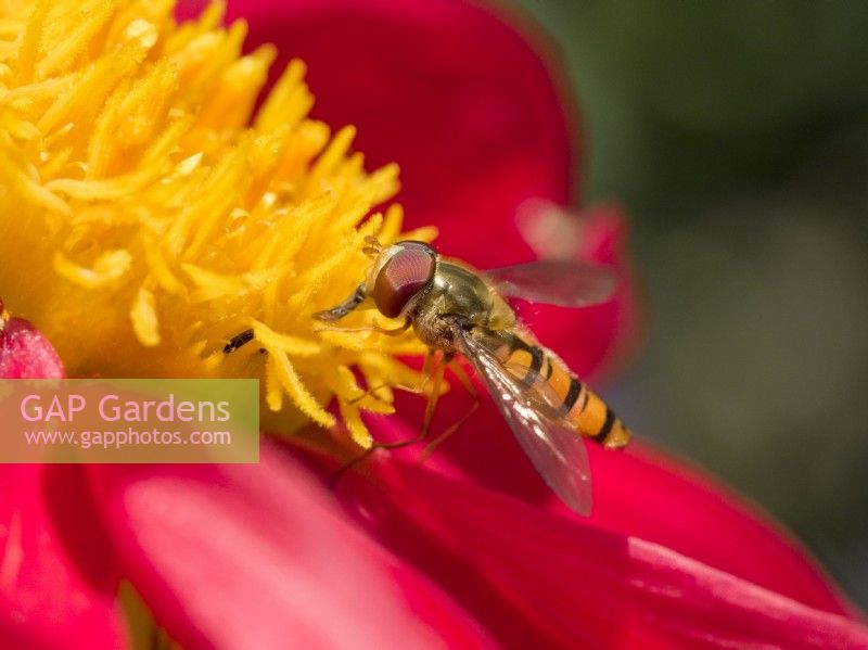 Episyrphus balteatus - Hover Fly on dahlia flower