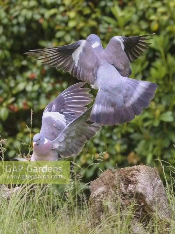 Columba palumbus - Wood Pigeon courtship