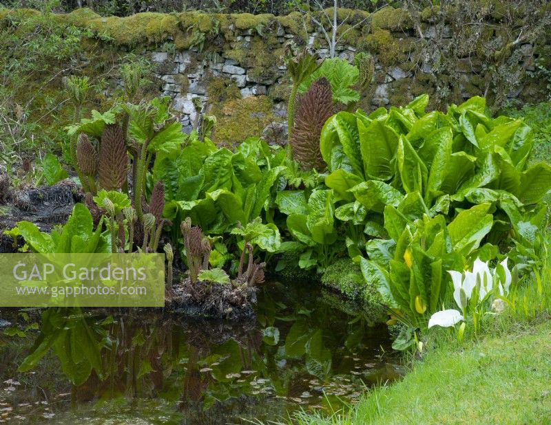 Reflections of Lysichton americanus -Skunk cabbage and Gunnera manicata and Gunnera chillensis around a  pond next to a stone wall.