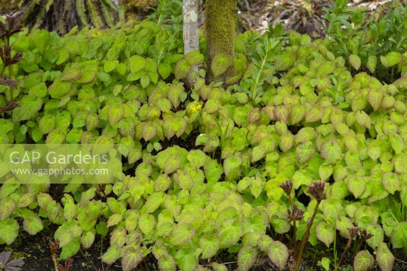 Epimedum x perralchicum - Barrenwort leaves