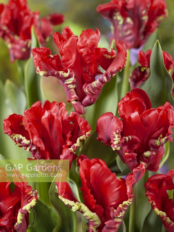 Tulipa Parrot Seadov, spring May