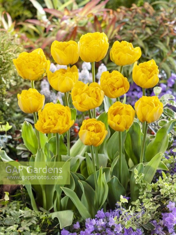 Tulipa Double Late Gold Rush, spring May