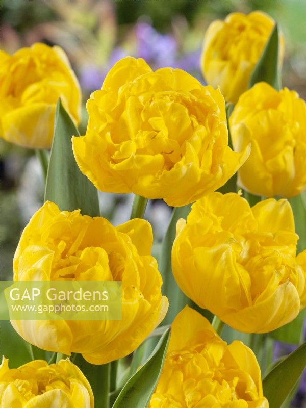 Tulipa Double Late Gold Rush, spring May