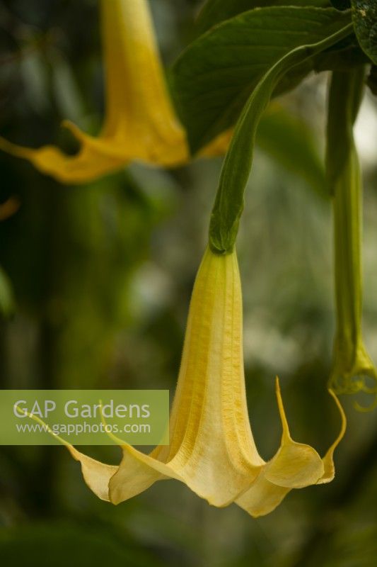 Brugmansia aborea - Angel's Trumpet in the greenhouse
