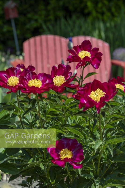Paeonia 'Mahogany', in a garden with a red painted bench seat,flowers, blooms