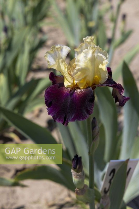 Tall Bearded Iris, 'Muscle Shoals'