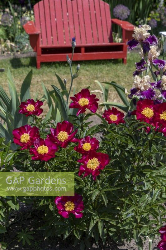 Paeonia 'Mahogany', in a garden with a red painted bench seat.