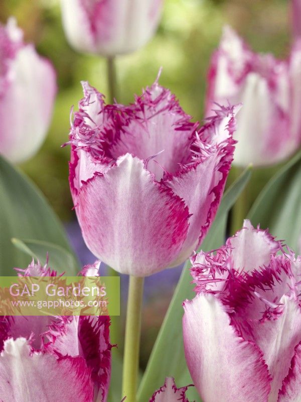 Tulipa Crispa Passion Play, spring April