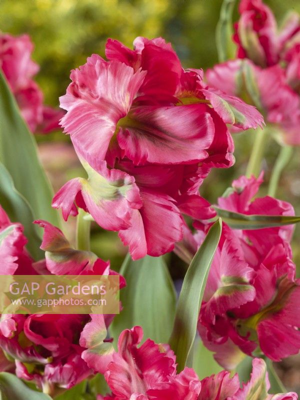 Tulipa Parrot Red Wave, spring April