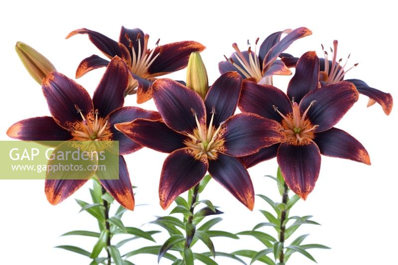 Lilium  'Forever Susan'  Asiatic hybrid lily  August