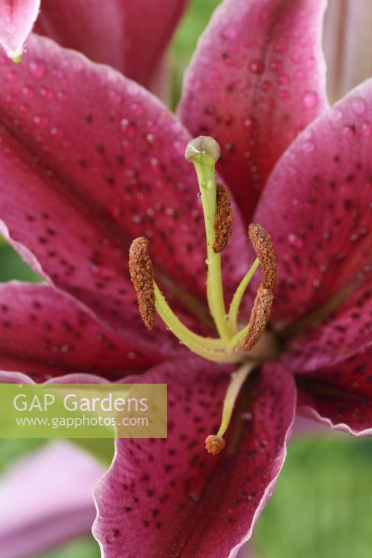 Lilium  'King Charles'  Lily  August