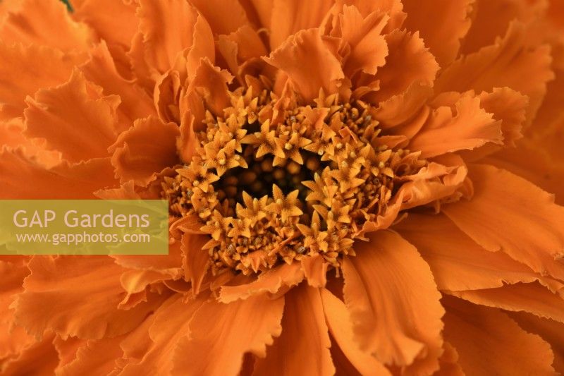 Tagetes erecta  'Kees' Orange'  African marigold  August