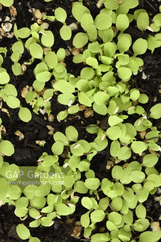 Lactuca sativa  'Gustav's Salad'  Lettuce seedlings growing in compost   August
