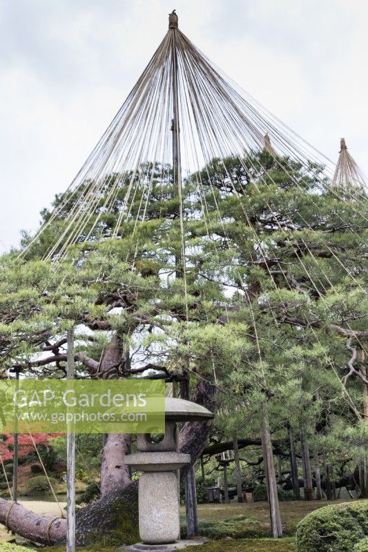 Wigwam of bamboo poles and ropes, called Yukitsuri, creating protection against snow damage of Pine tree. Stone lantern called Ishidoro in foreground.