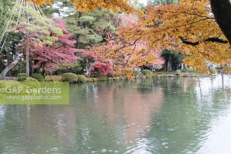 Trees with autumn colour reflected in the water of the Kasumigaike Pond. Rain splashes on pond surface. 