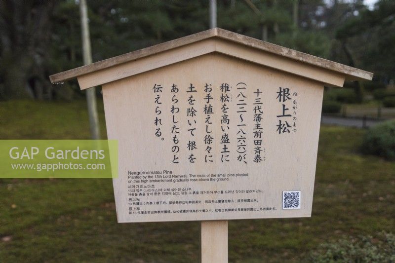 Sign in Japanese and English for the Neagarinomatsu, or standing roots Pine tree. 