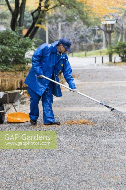 Gardener wearing blue waterproof clothing, hat and gloves raking up leaves from path.