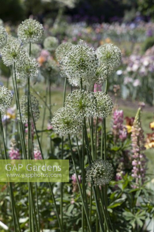 Allium stipitatum, Mount Everest, Ornamental onion, multiple flowers in garden bed.