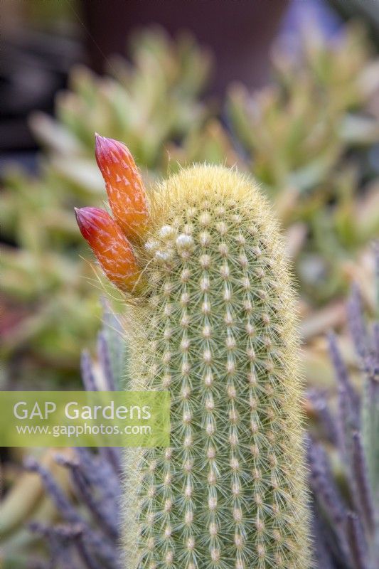 Cleistocactus winteri - Golden rat tail cactus with flower buds