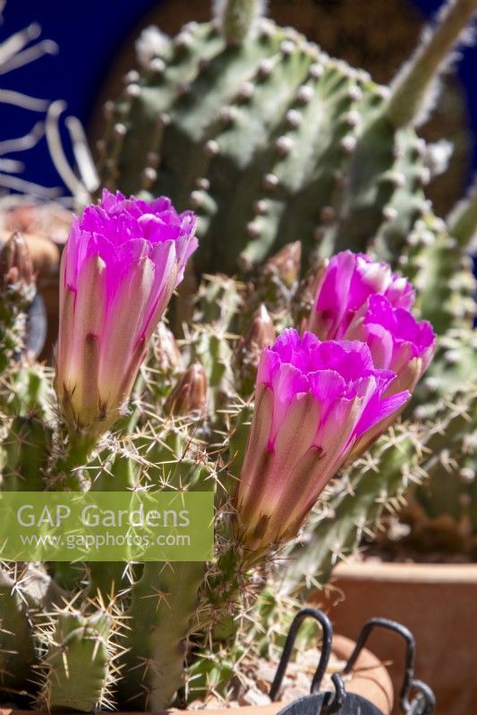 Echinocereus pentalophus - ladyfinger cactus in flower