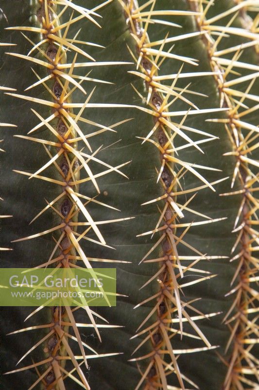 Echinocactus grusonii detail of spines