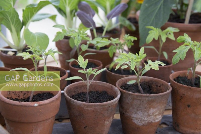 Solanum lycopersicum seedlings growing in old terracotta pots