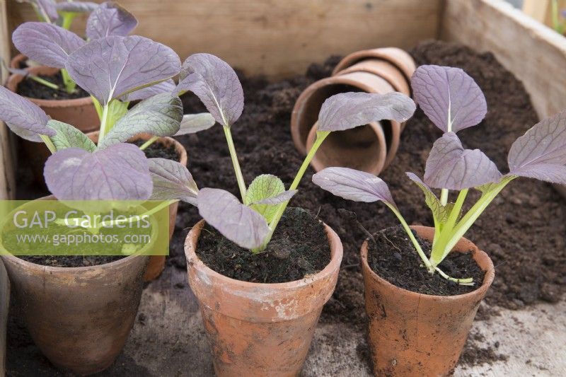 Freshly transplanted Pak Choi 'Red Lady' F1, seedlings growing in old terracotta pots, potting bench with compost, spring